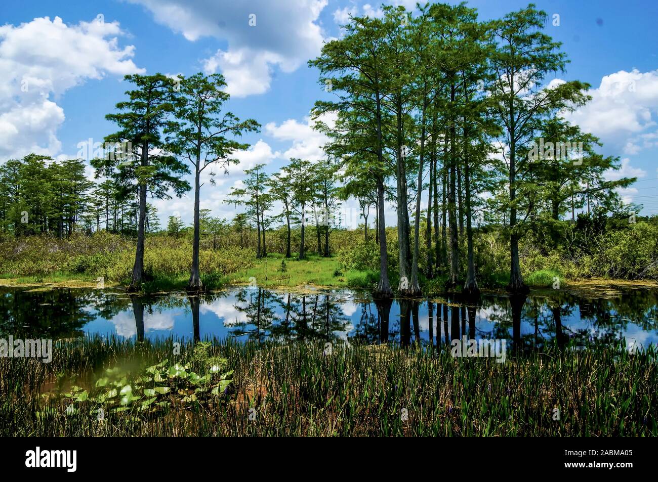 winter in the wetlands of Louisiana Stock Photo Alamy