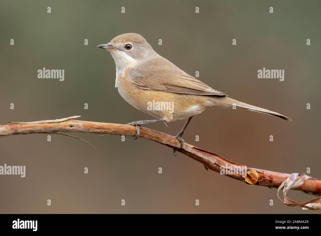 Subalpine warbler female. Sylvia Cantillans, on her hanger on a uniform background Stock Photo