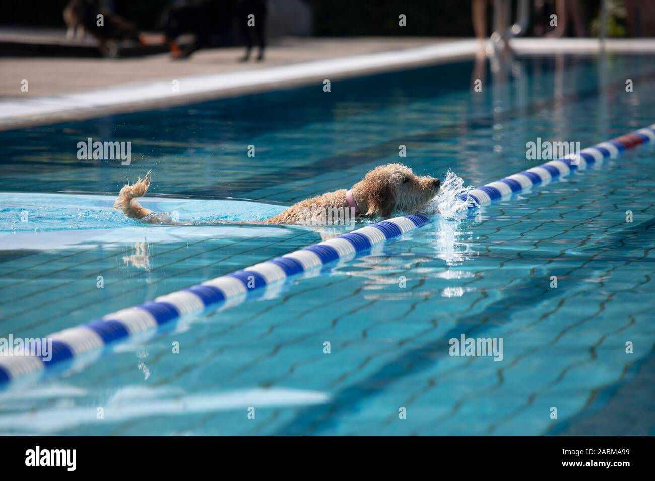 Dog swims through swimming pool. At the third dog swimming day in the