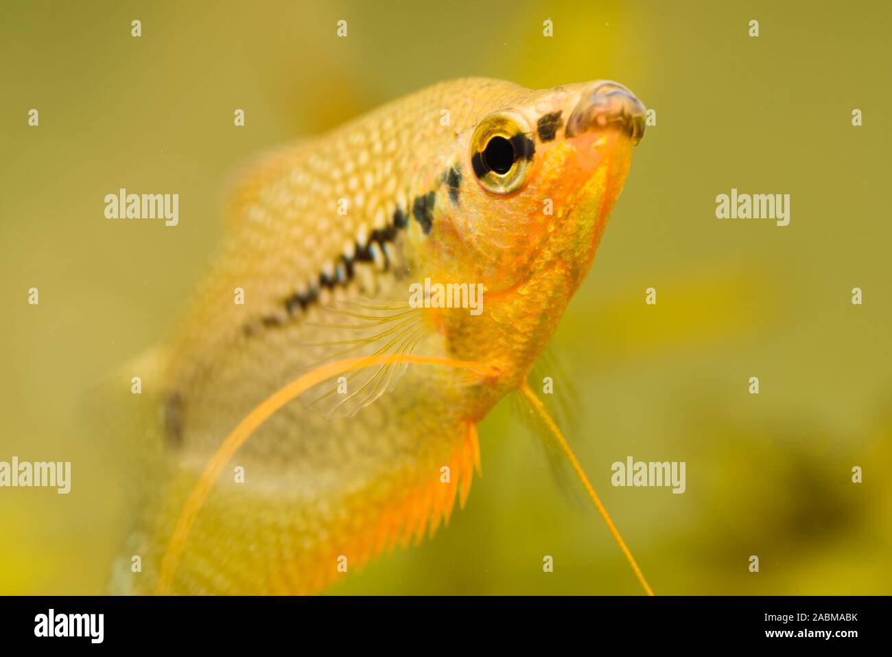 Closeup of Pearl gourami Trichopodus leerii freshwater aquarium fish in fish tank. Aquaria concept Stock Photo