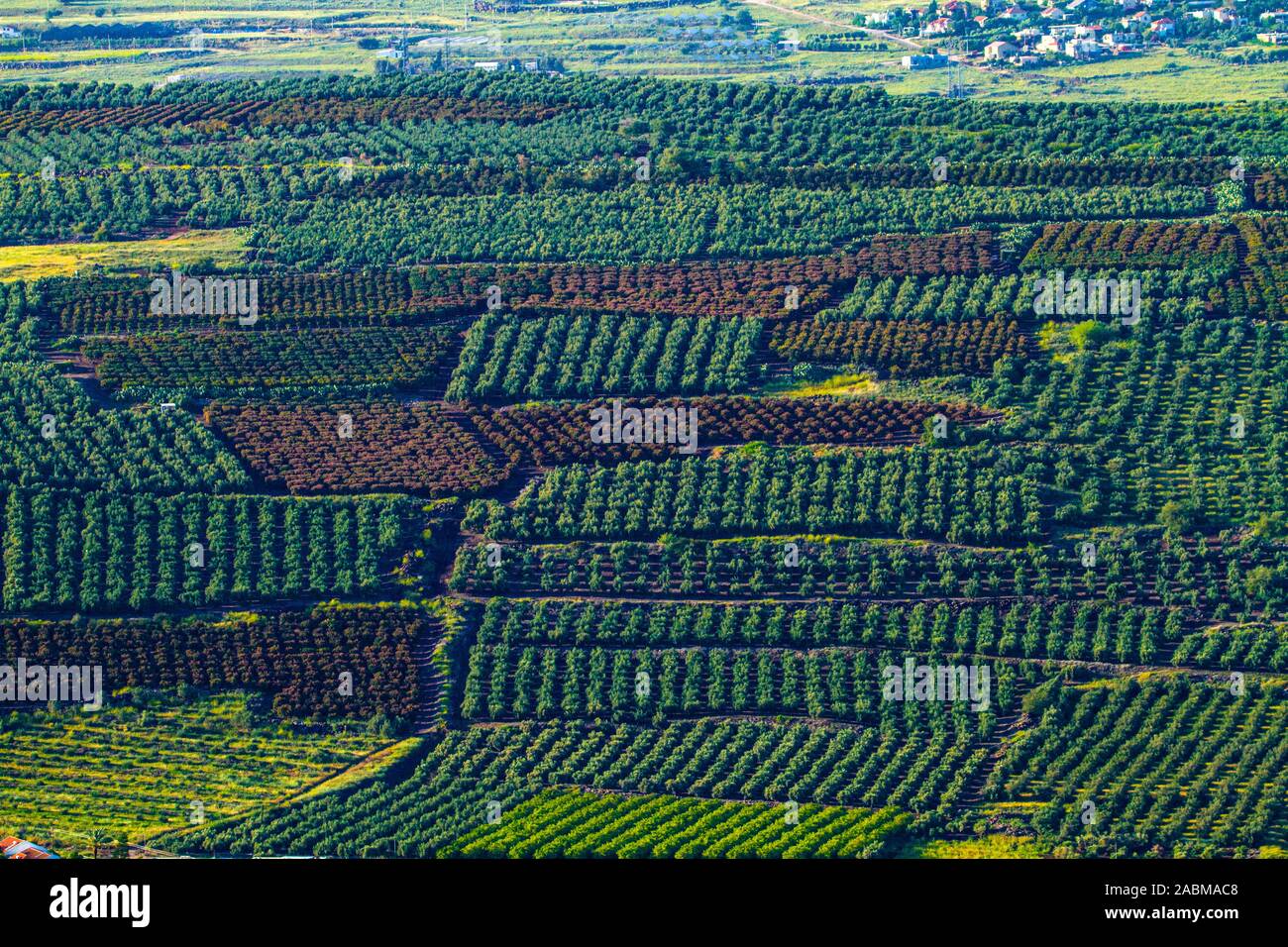 Orchards in the Jezreel Valley Aerial photography Stock Photo