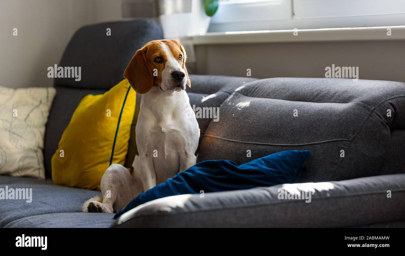 Dog sitting on a sofa next to window in bright room. Sadness and anticipation concept Stock Photo