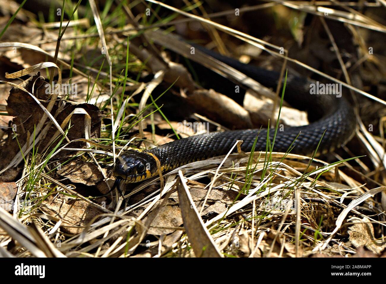 A black snake crawls on dry grass in search of food and poses for the camera. Summer. Russia. Stock Photo