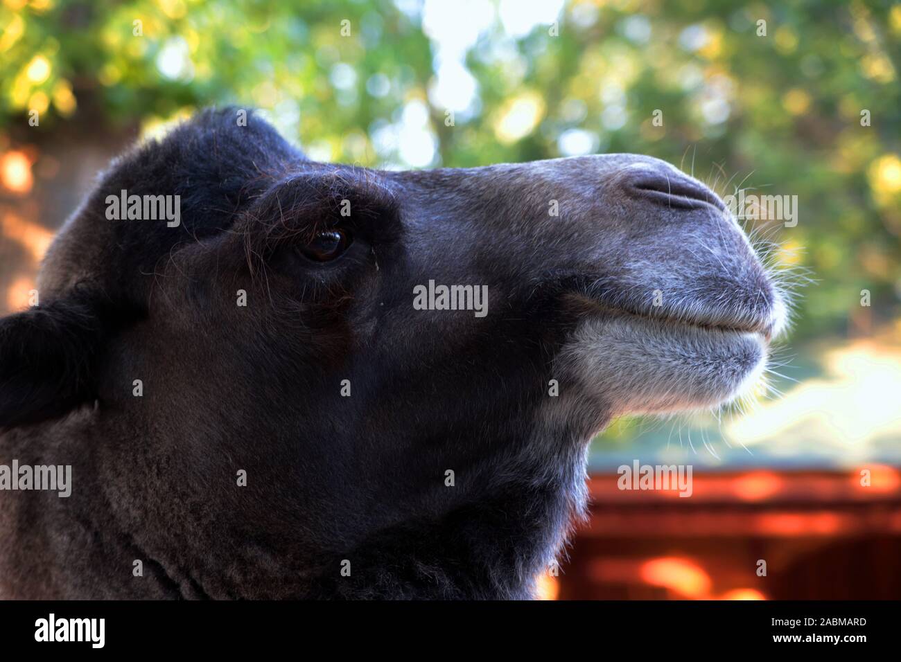 Head of a proud camel looking into the distance. Siberian Zoo. Summer. Stock Photo