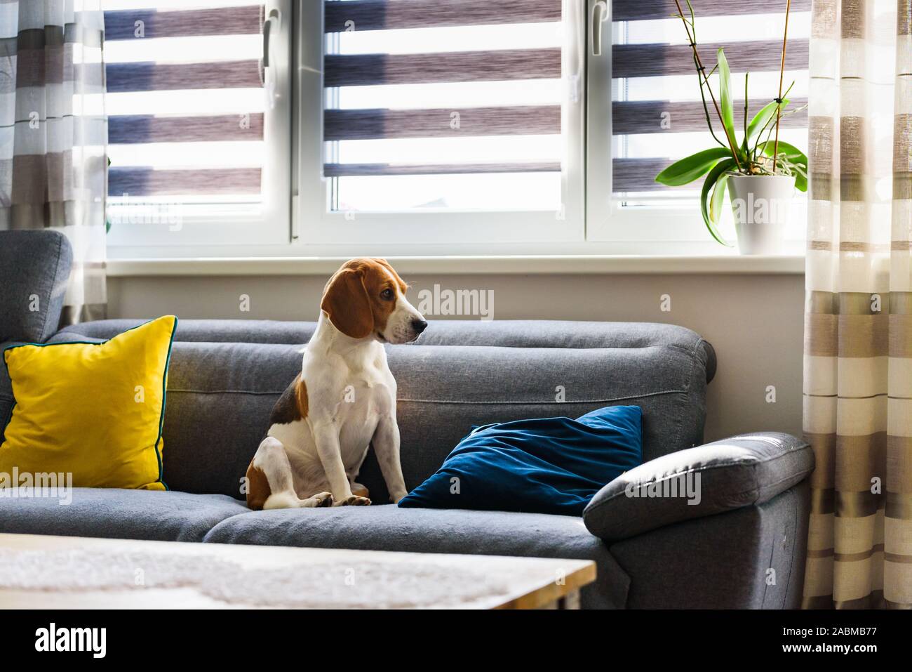 Dog sitting on a sofa next to window in bright room. Sadness and
