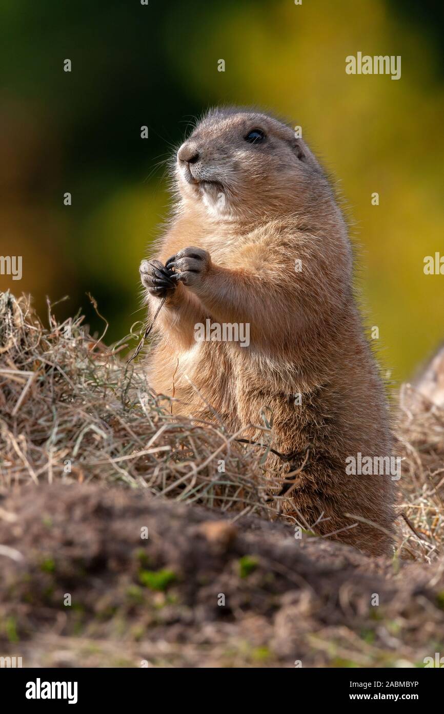 Columbian Ground Squirrel (Spermophilus columbianus), a species of rodent in the Sciuridae family. It is found in Canada and the United States. Stock Photo