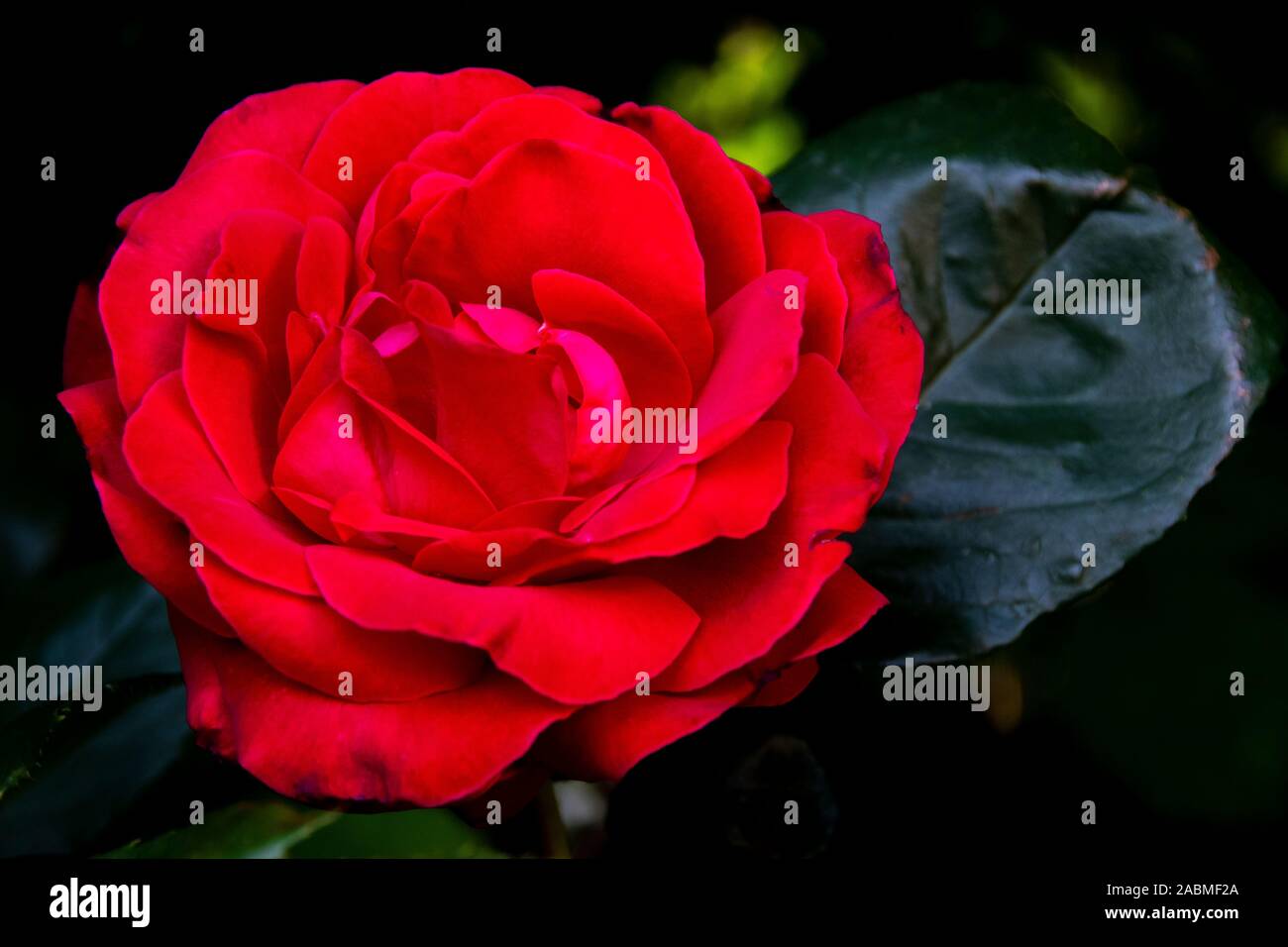 Close up of english red rose in full bloom hi-res stock photography and ...