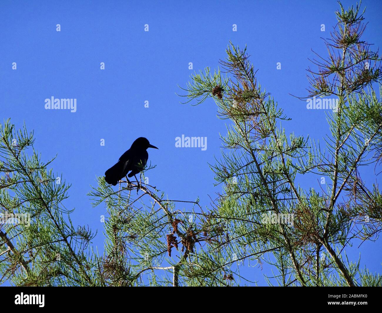 black bird wading in the swamp Stock Photo