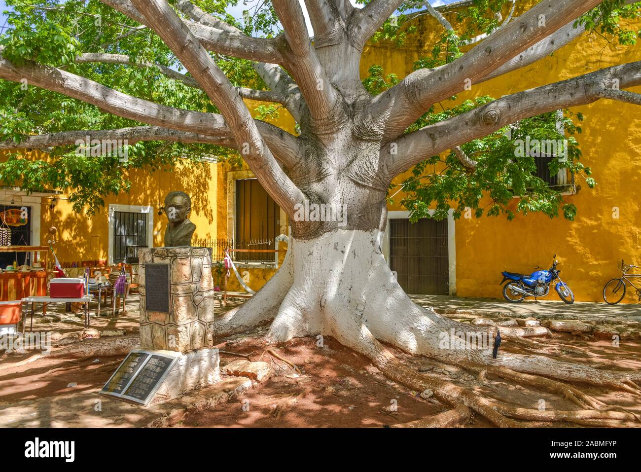 Baum, Stadtzentrum, Izamal, Yucatan, Mexiko Stock Photo