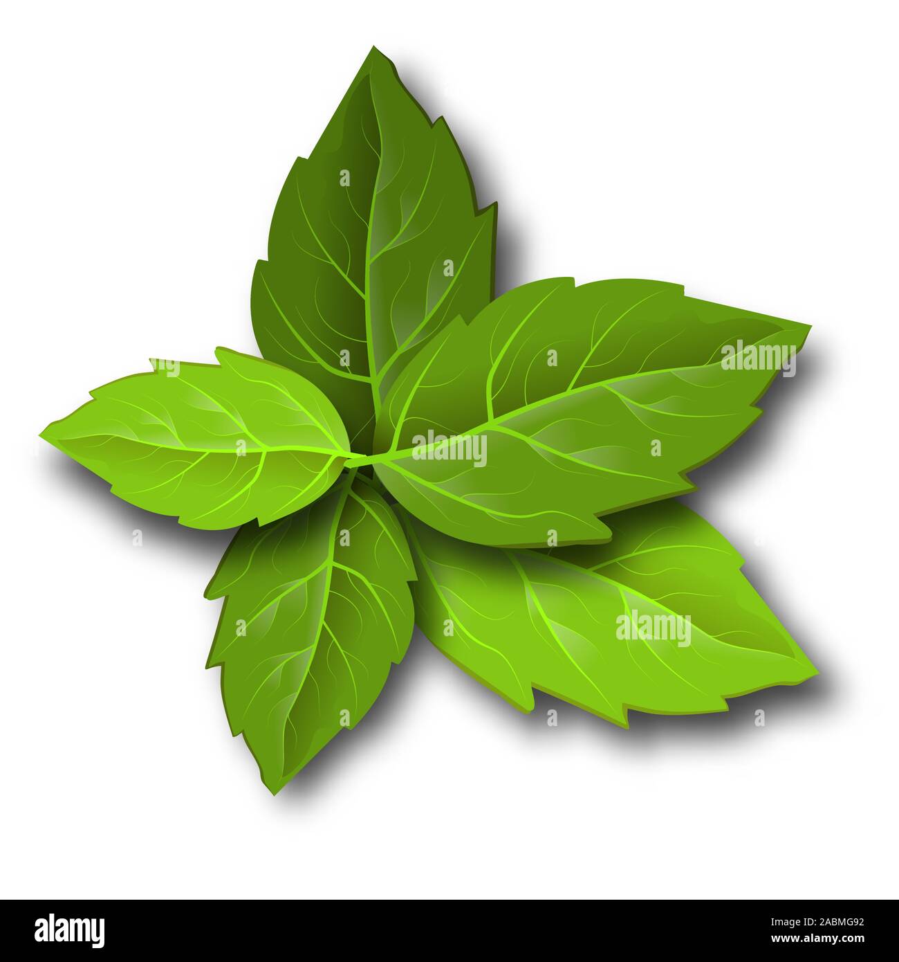 Mint leaves in sketch style. Vector illustration art. Herbal medicine