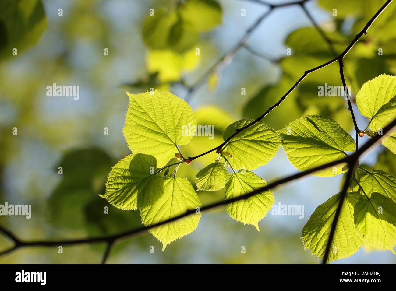 Spring linden leaves on a twig in the forest Stock Photo - Alamy