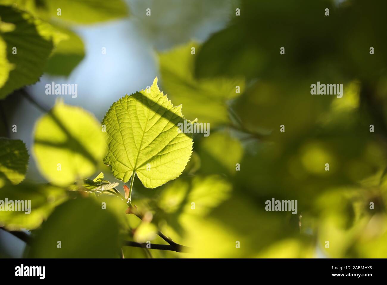 Spring linden leaves on a twig in the forest Stock Photo - Alamy