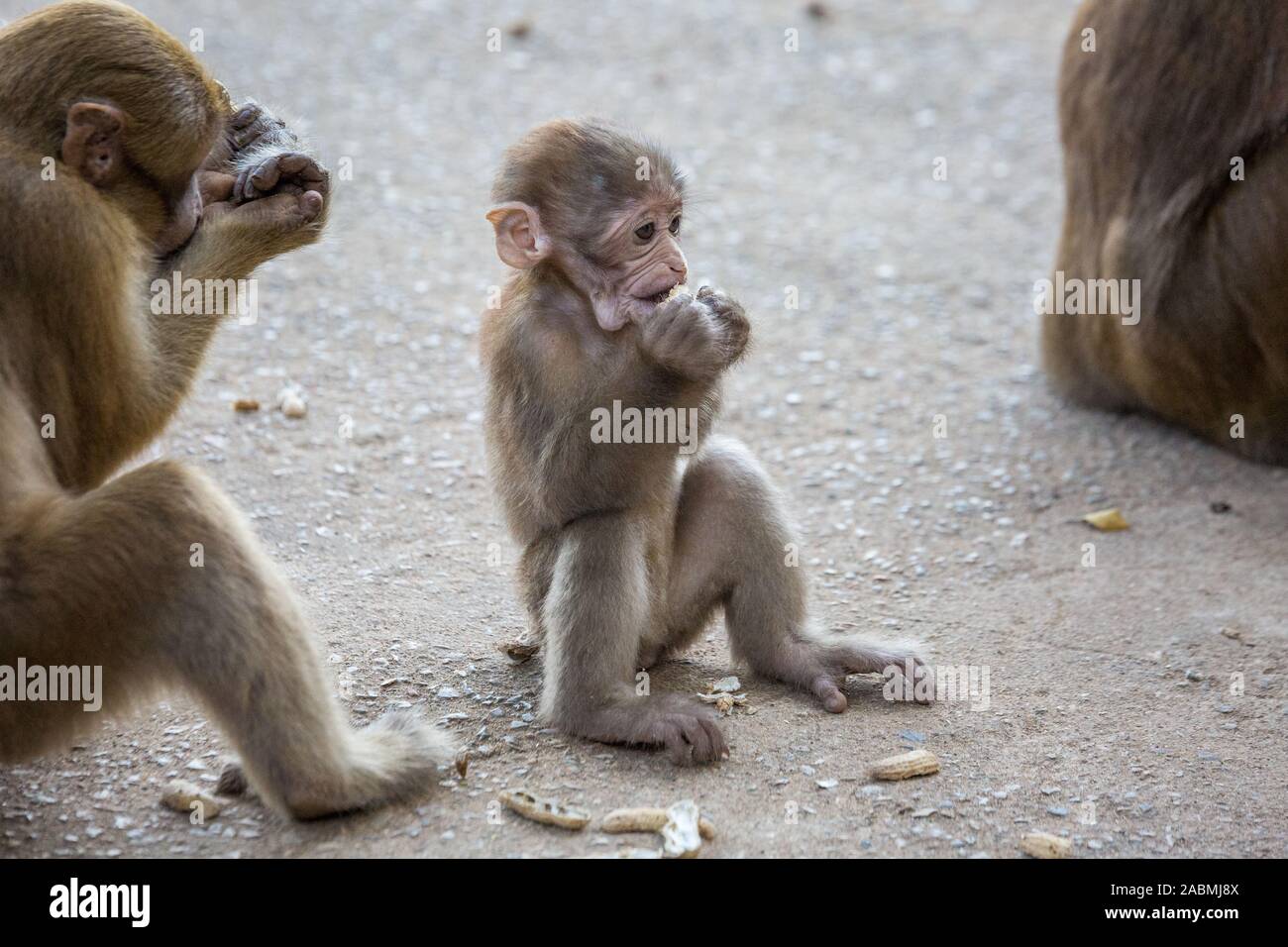 Funny monkeys on the streets in asian village, clear weather outside Stock  Photo - Alamy