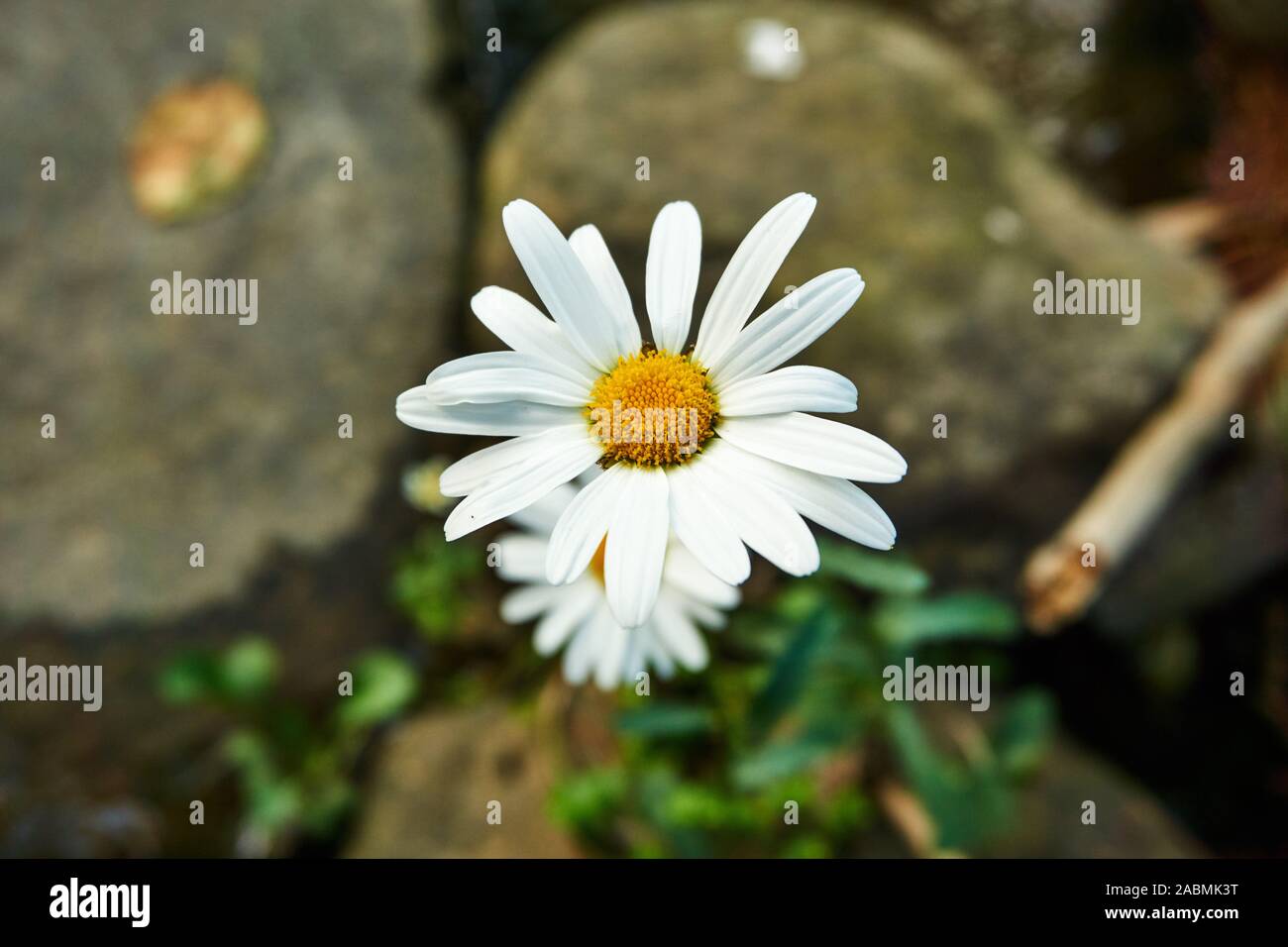 Wild, vibrant Ox-eye daisies growing among stones in a stream. Stock Photo