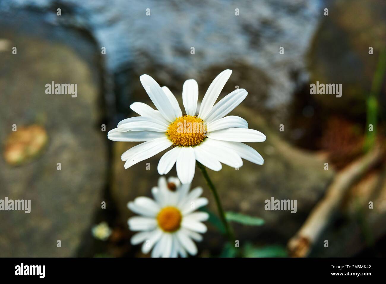 Wild, vibrant Ox-eye daisies growing among stones in a stream. Stock Photo