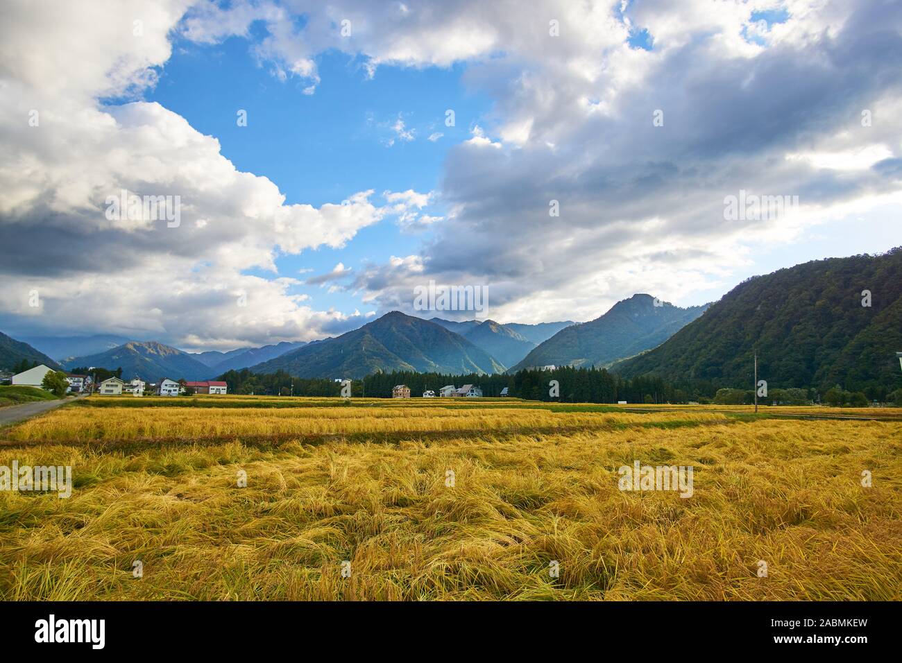 The yellow rice grasses (Oryza sativa) indicate that it is harvest time