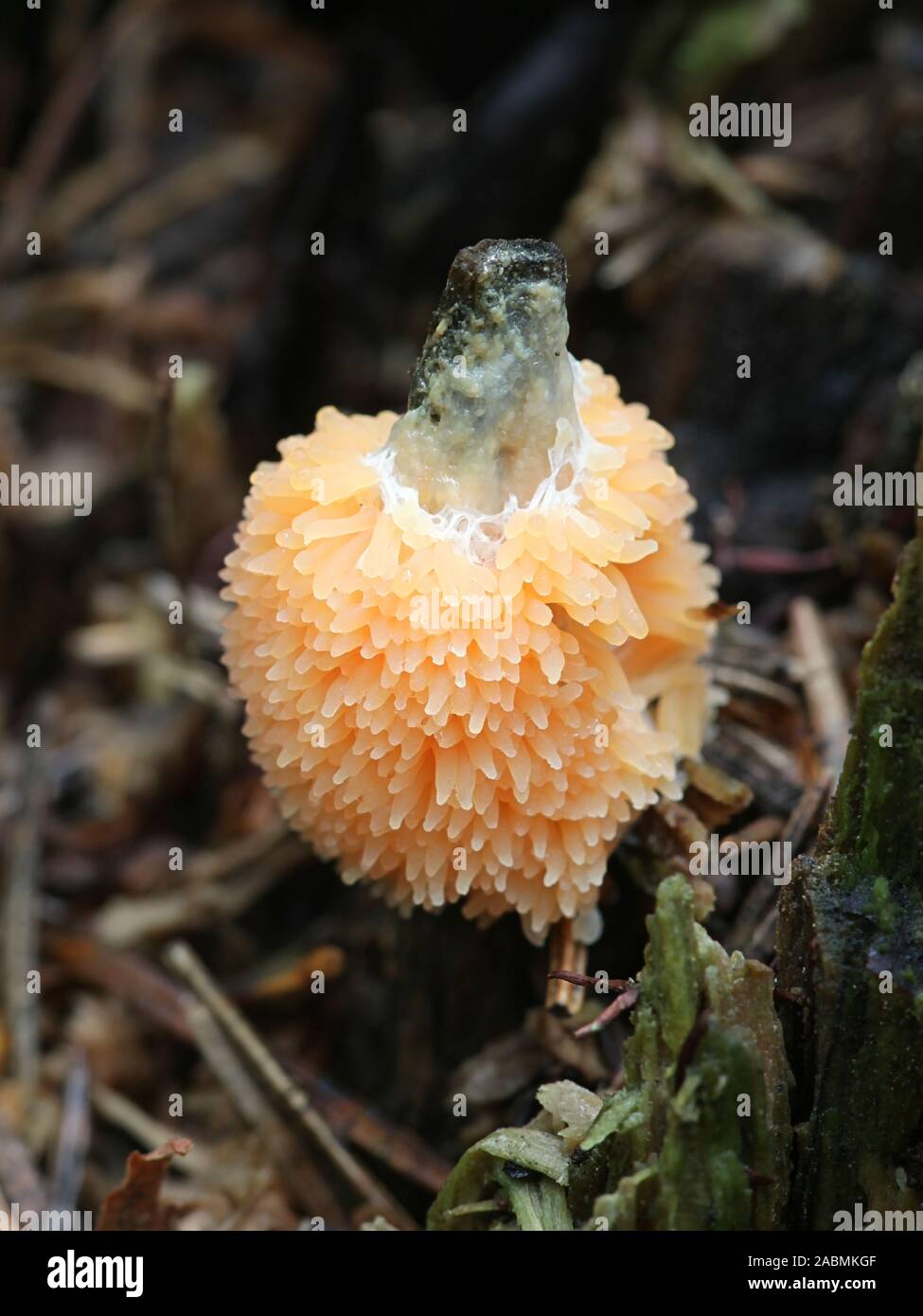 Tubifera ferruginosa, known as the Raspberry Slime Mold or mould Stock Photo