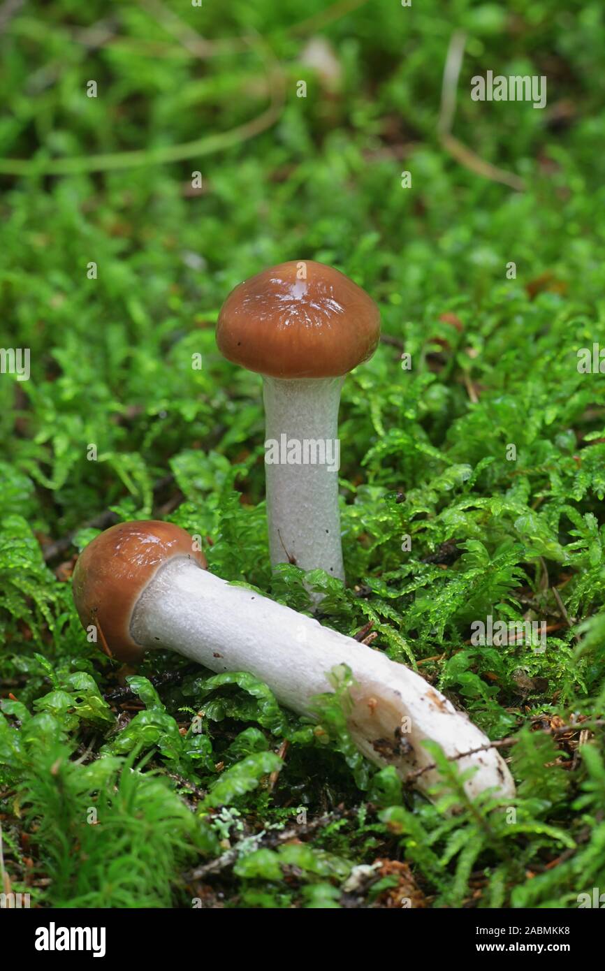 Cortinarius stillatitius, known as the Purple Stocking Webcap, wild mushroom from Finland Stock Photo