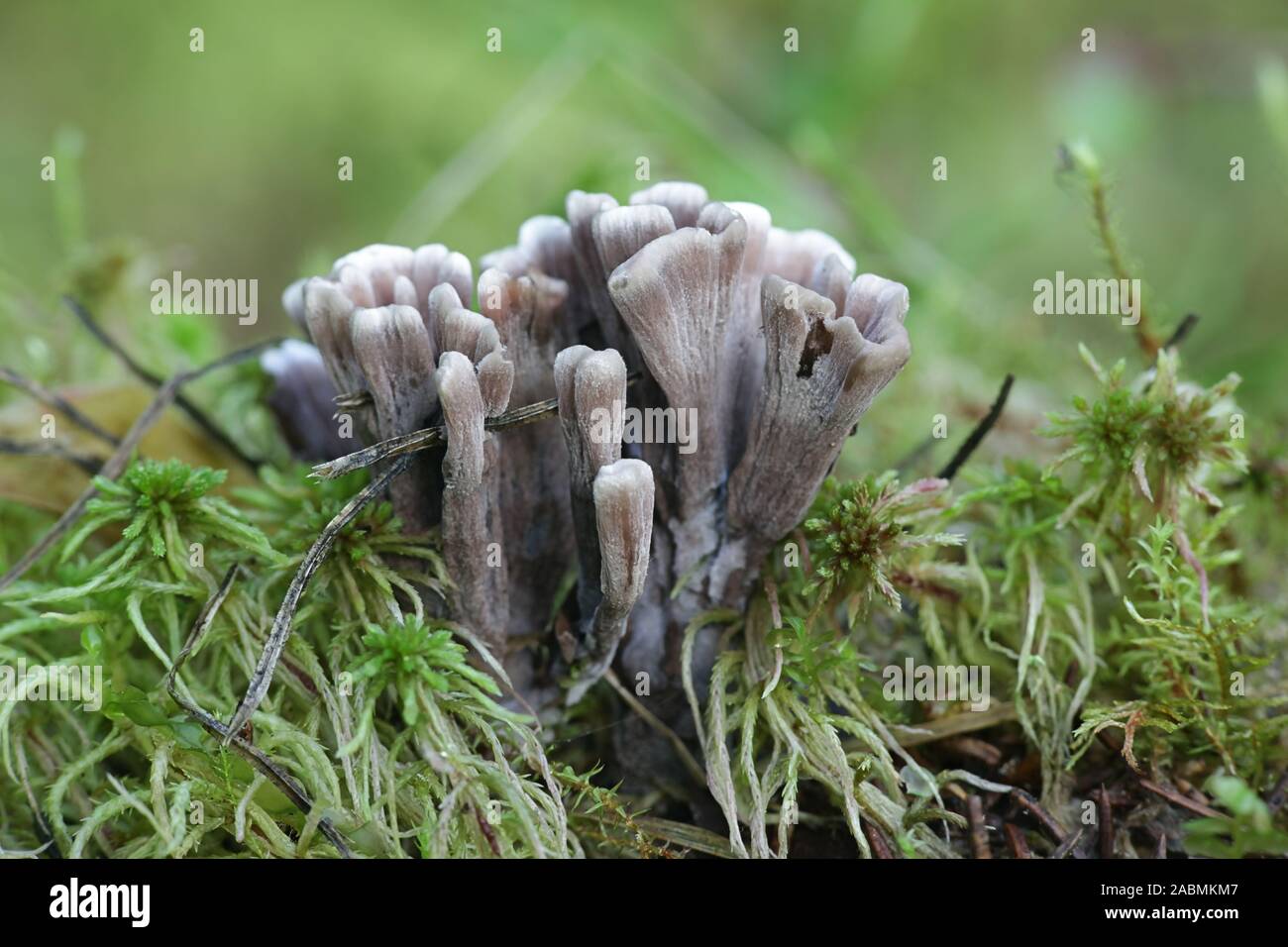 Thelephora palmata, known as the stinking earthfan or the fetid false coral, wild fungus from Finland Stock Photo