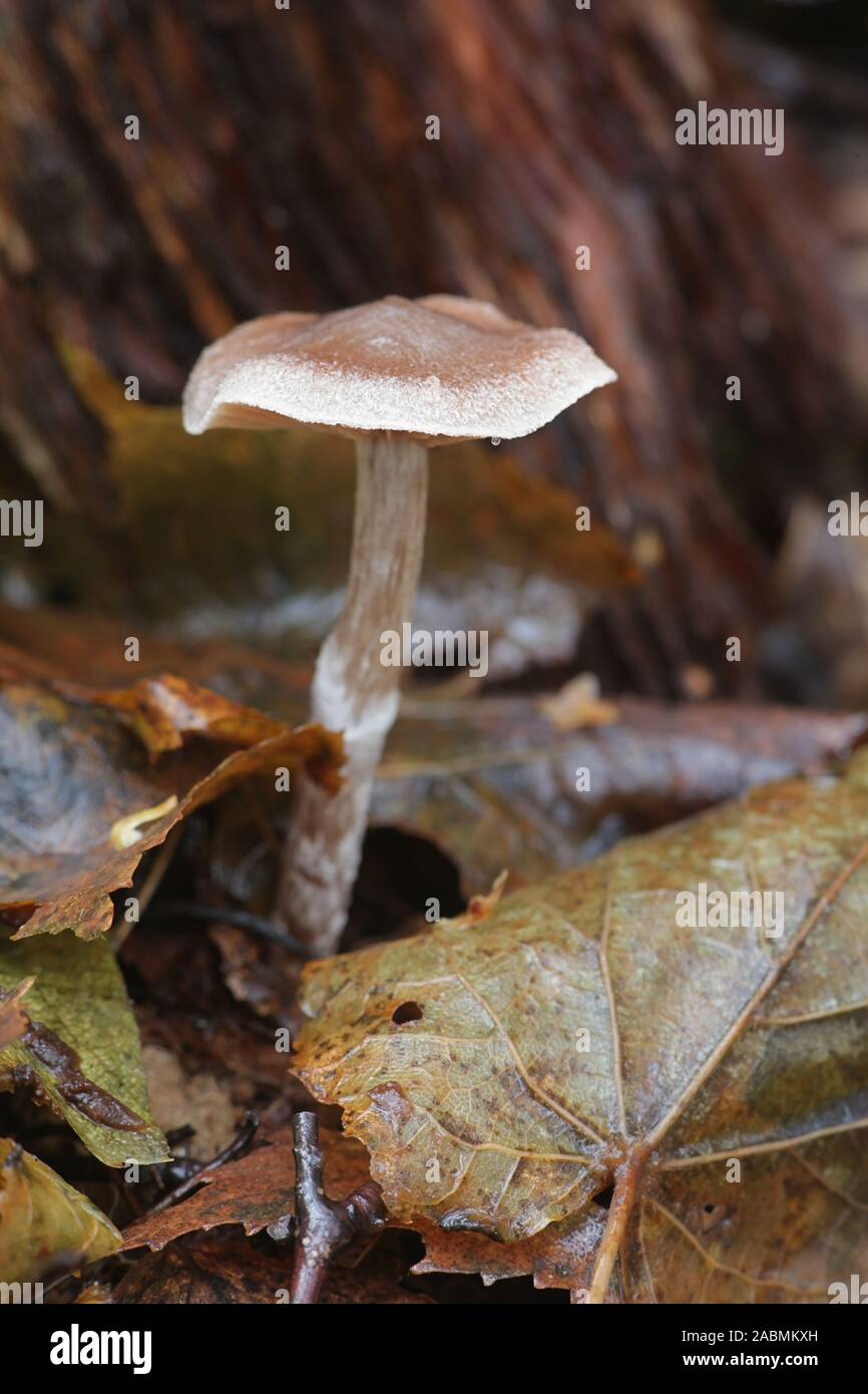 Cortinarius flexipes coll., known as the Pelargonium Webcap, wild mushrooms from Finland Stock Photo