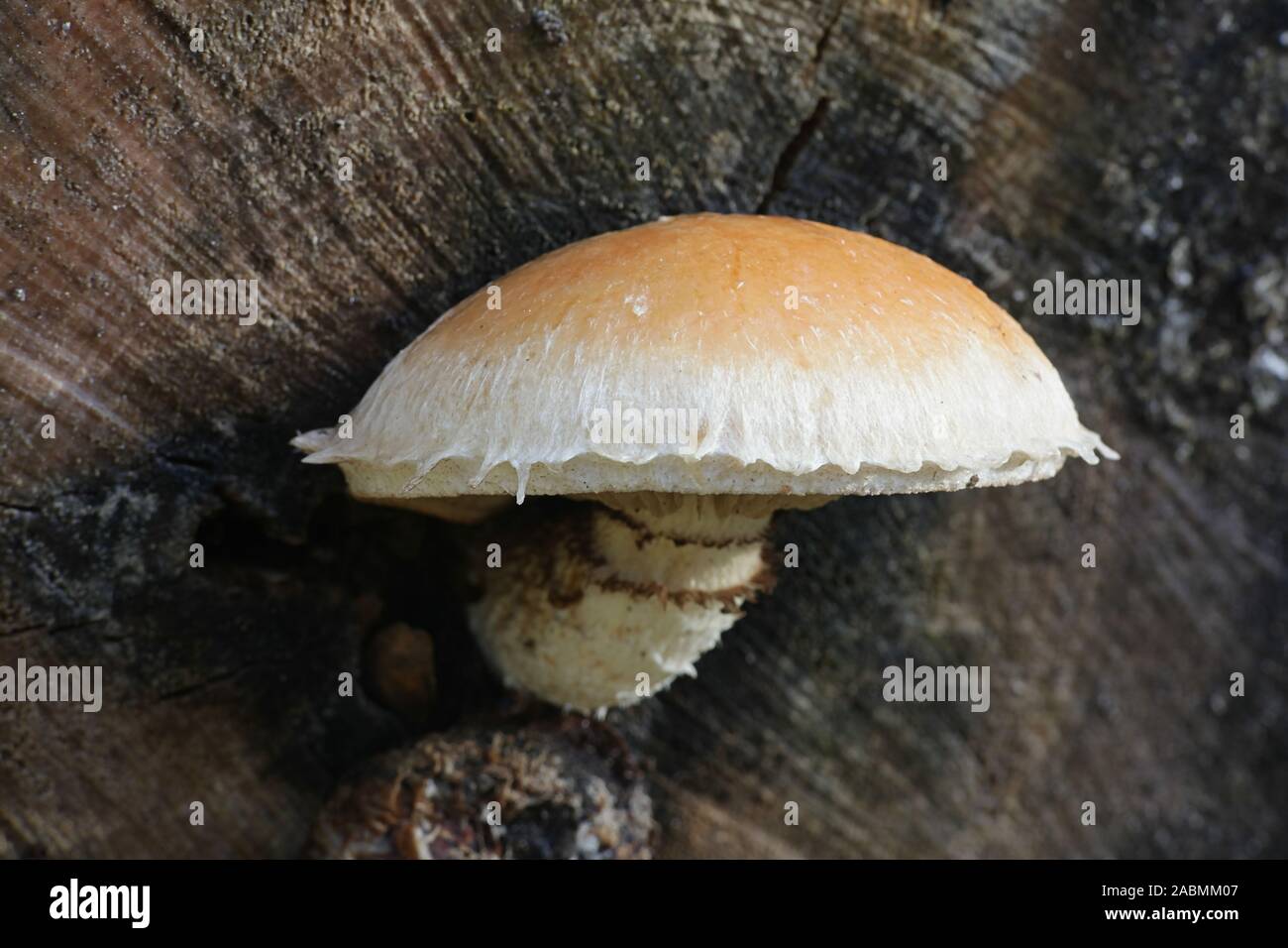 Hemipholiota populnea (Pholiota populnea), a scalycap mushrooms from Finland Stock Photo