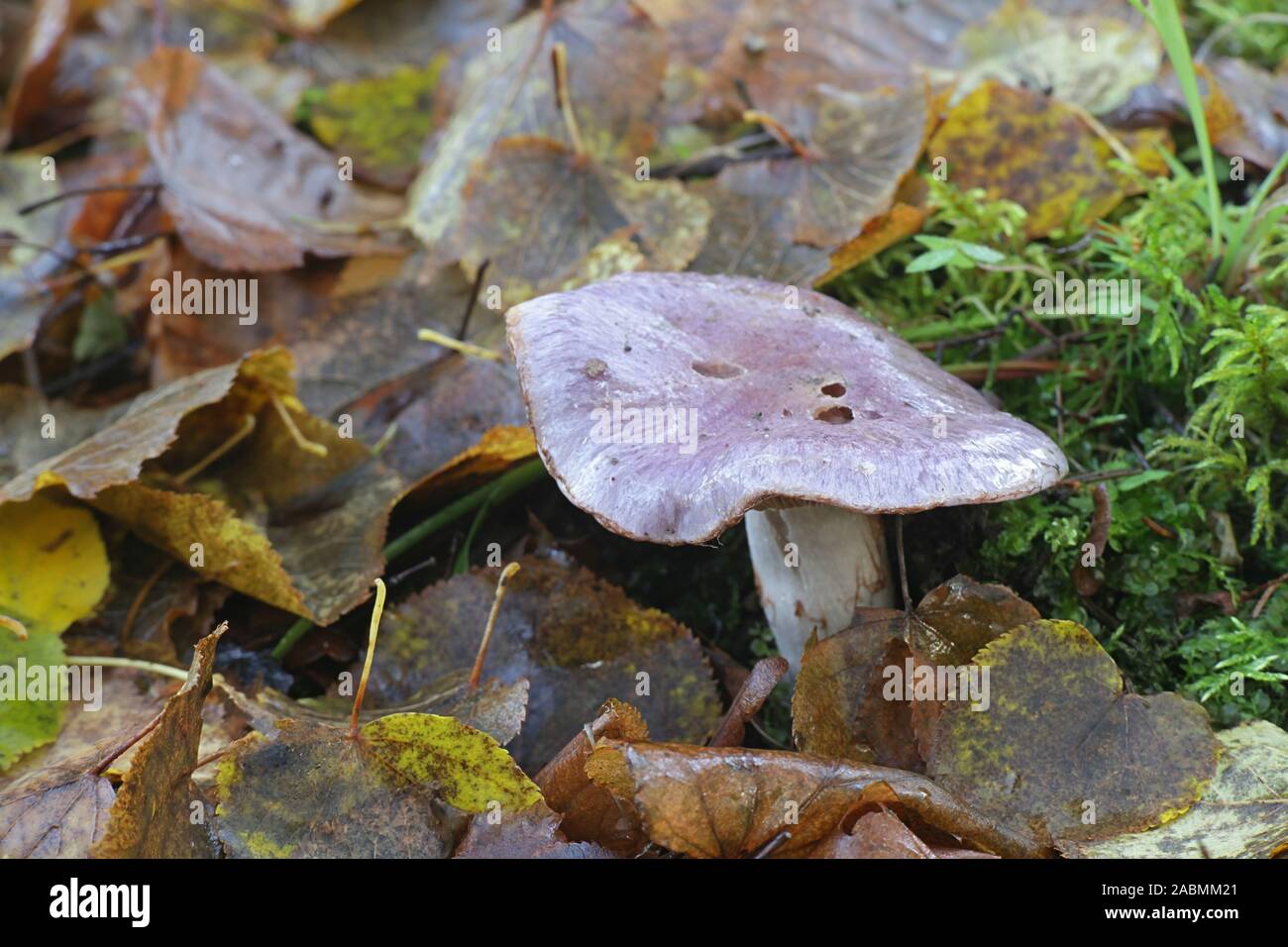 Cortinarius cumatilis , known as Wavy Webcap, wild mushrooms from Finland Stock Photo