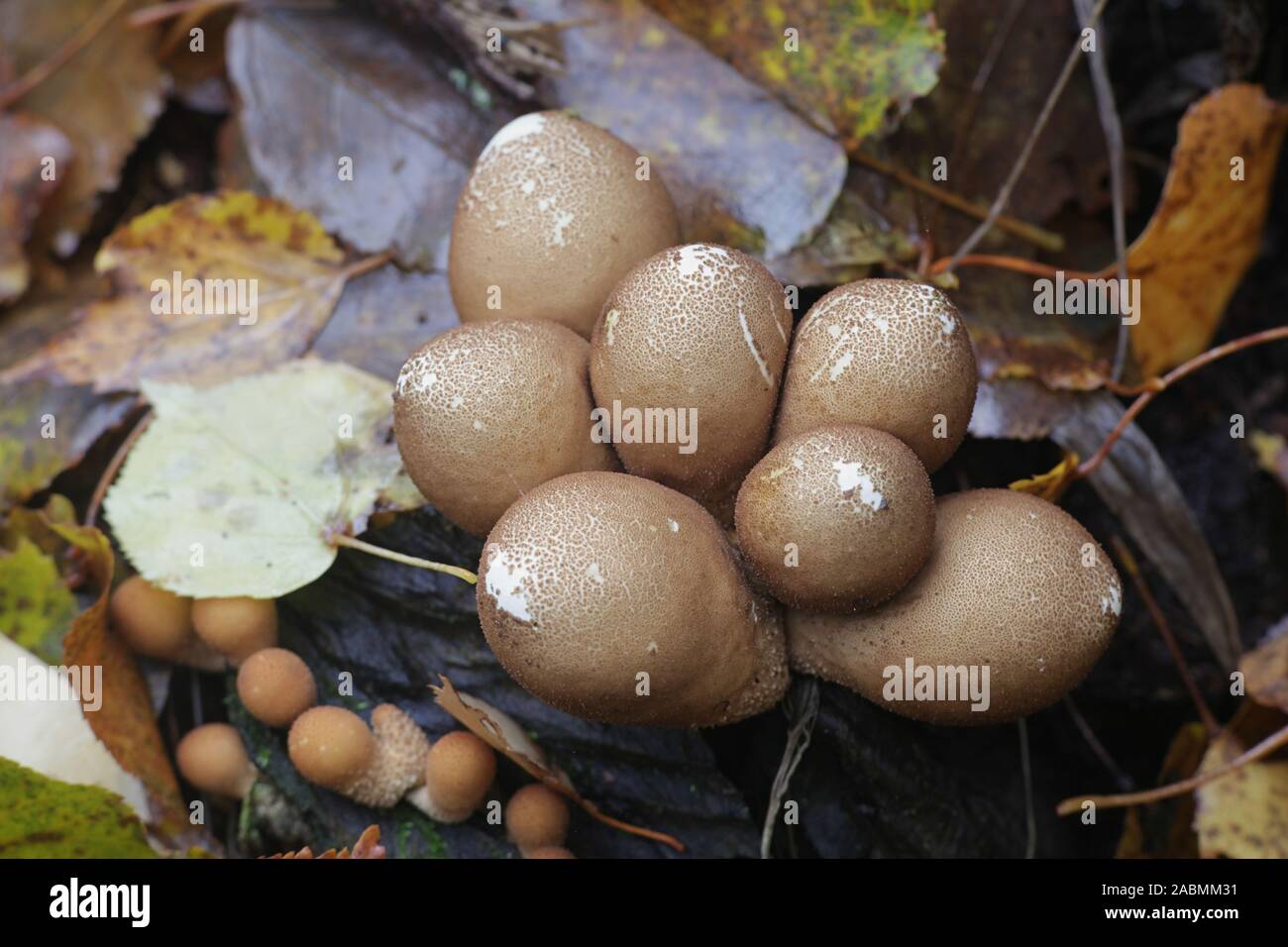 Lycoperdon pyriforme, known as the pearshaped puffball or stump