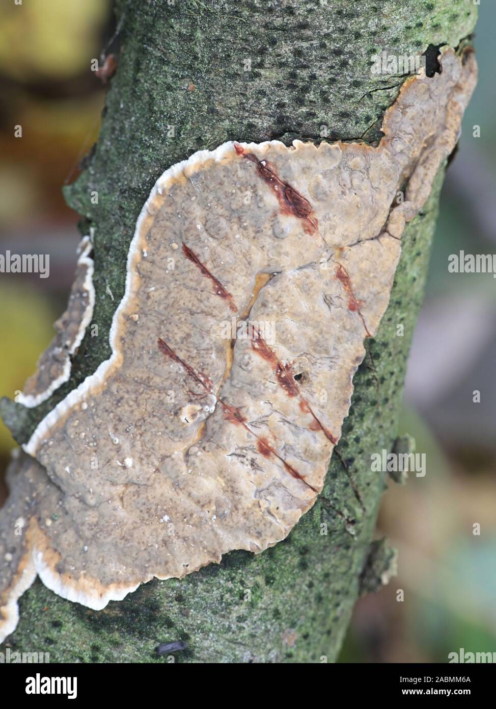 Stereum rugosum, known as bleeding broadleaf crust fungus Stock Photo