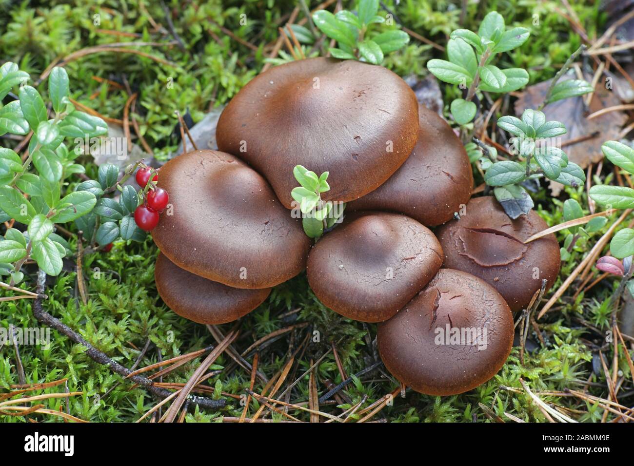 Red Banded Webcap Cortinarius semisanguineus, known as surprise webcap or red-gilled ...