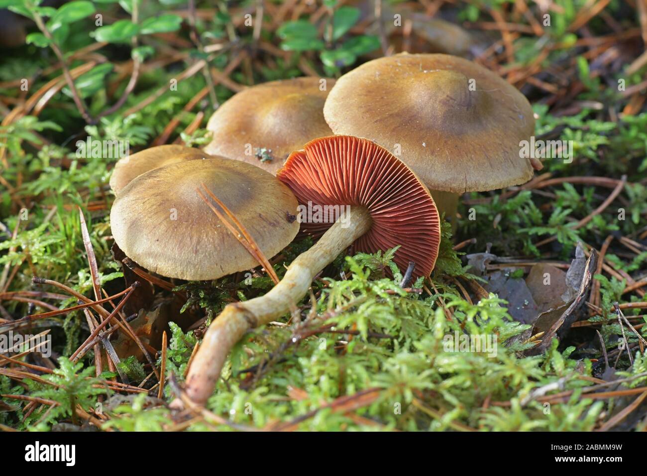 Red Banded Webcap Cortinar mushroom hi-res stock photography and images - Alamy