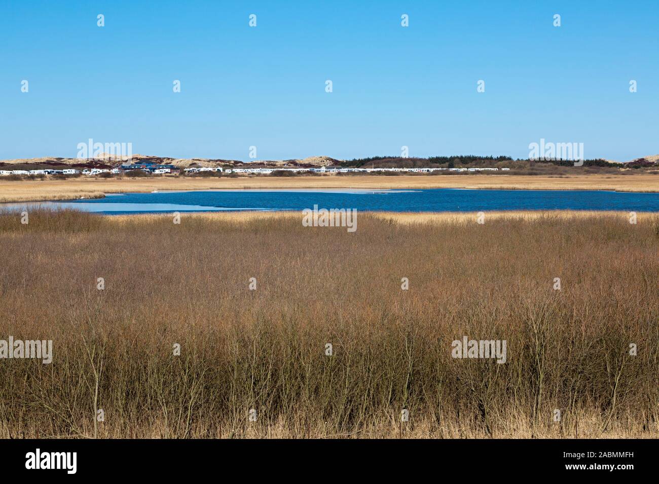 Grossflaechiges  Schilfgras im Rantumbecken auf Sylt mit Blick zum Campingplatz in den Duenen Stock Photo