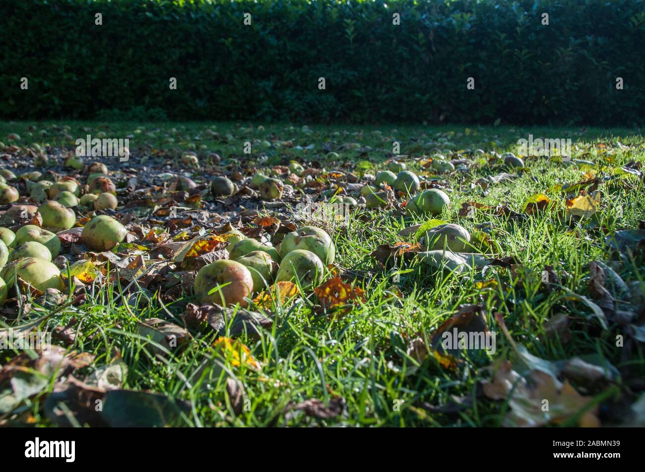 Copious imaging hi-res stock photography and images - Alamy