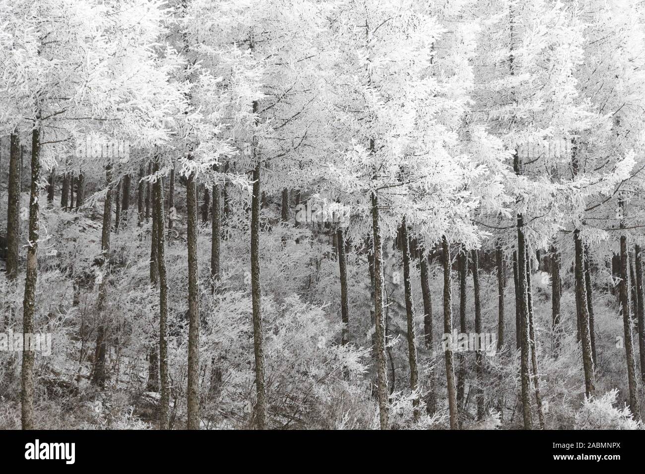 November 28, 2019, Ningxia, Ningxia, China: Ningxia,CHINA-On November 26, 2019, rime landscape appeared on Liupan Mountain, Guyuan City, Ningxia, such as fairy tale world. (Credit Image: © SIPA Asia via ZUMA Wire) Stock Photo