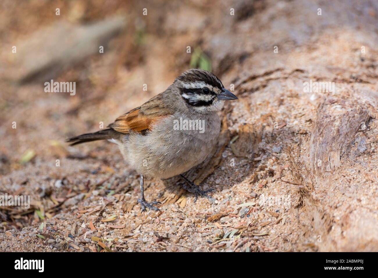 Close up of a Cape Bunting (Emberiza capensis) Stock Photo