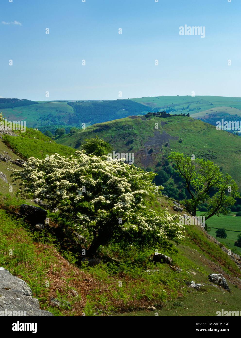 View S from Creigiau Eglwyseg looking over a hawthorn to Castell Dinas Bran Iron Age hillfort & Medieval castle in the Vale of Llangollen, Wales, UK. Stock Photo