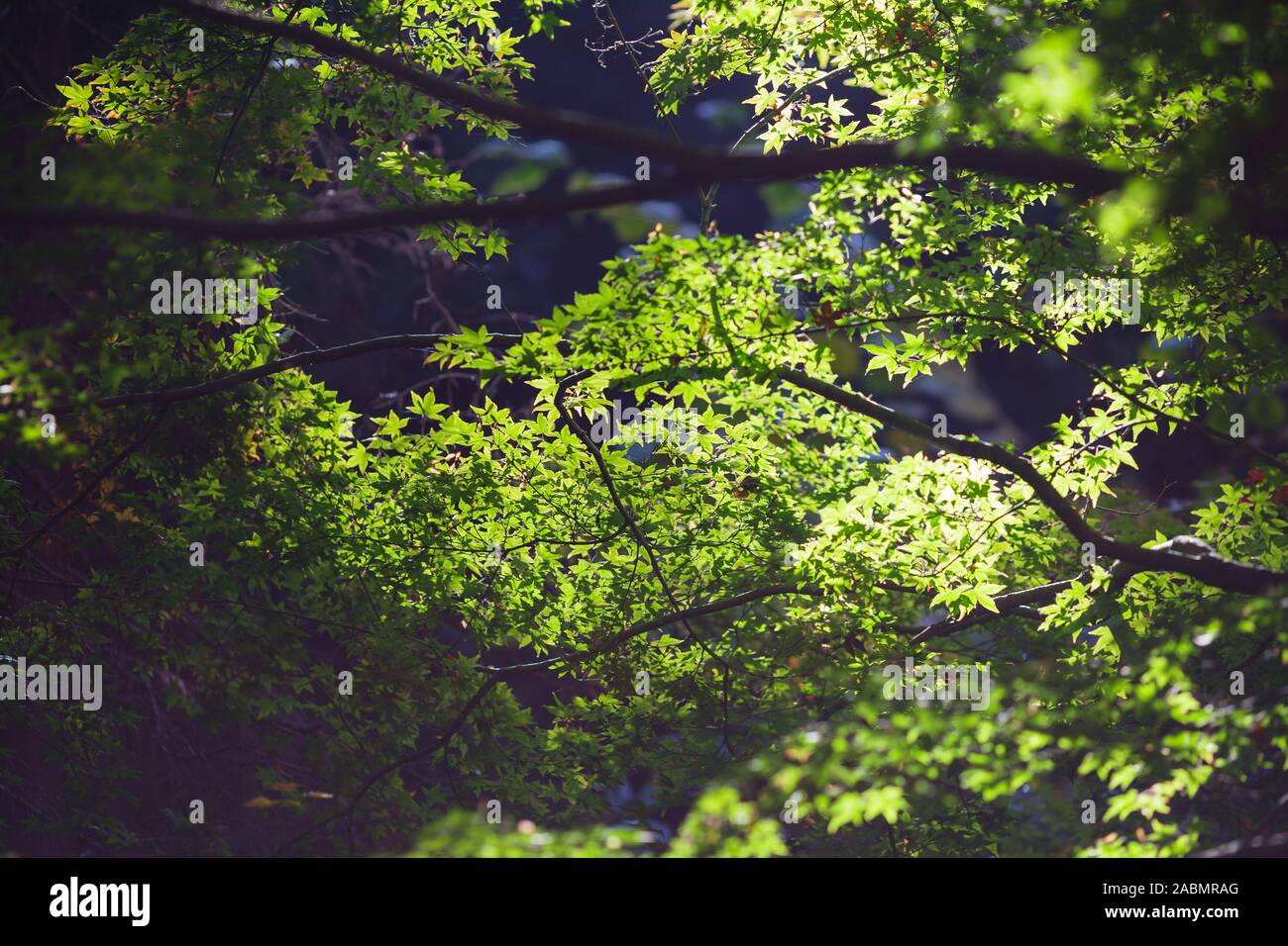 Acer tree Stock Photo