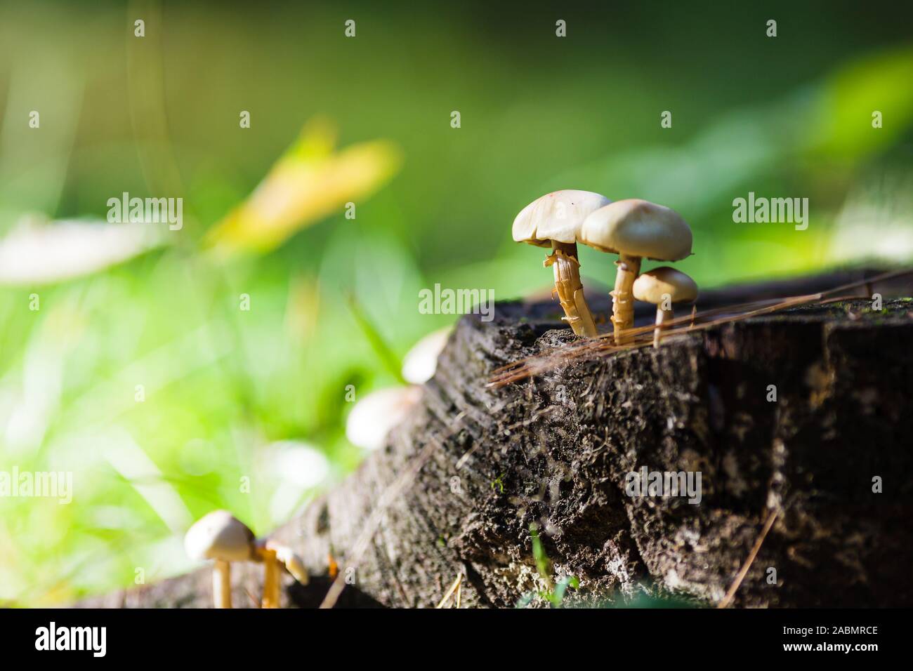Small mushroom on tree trunk Stock Photo