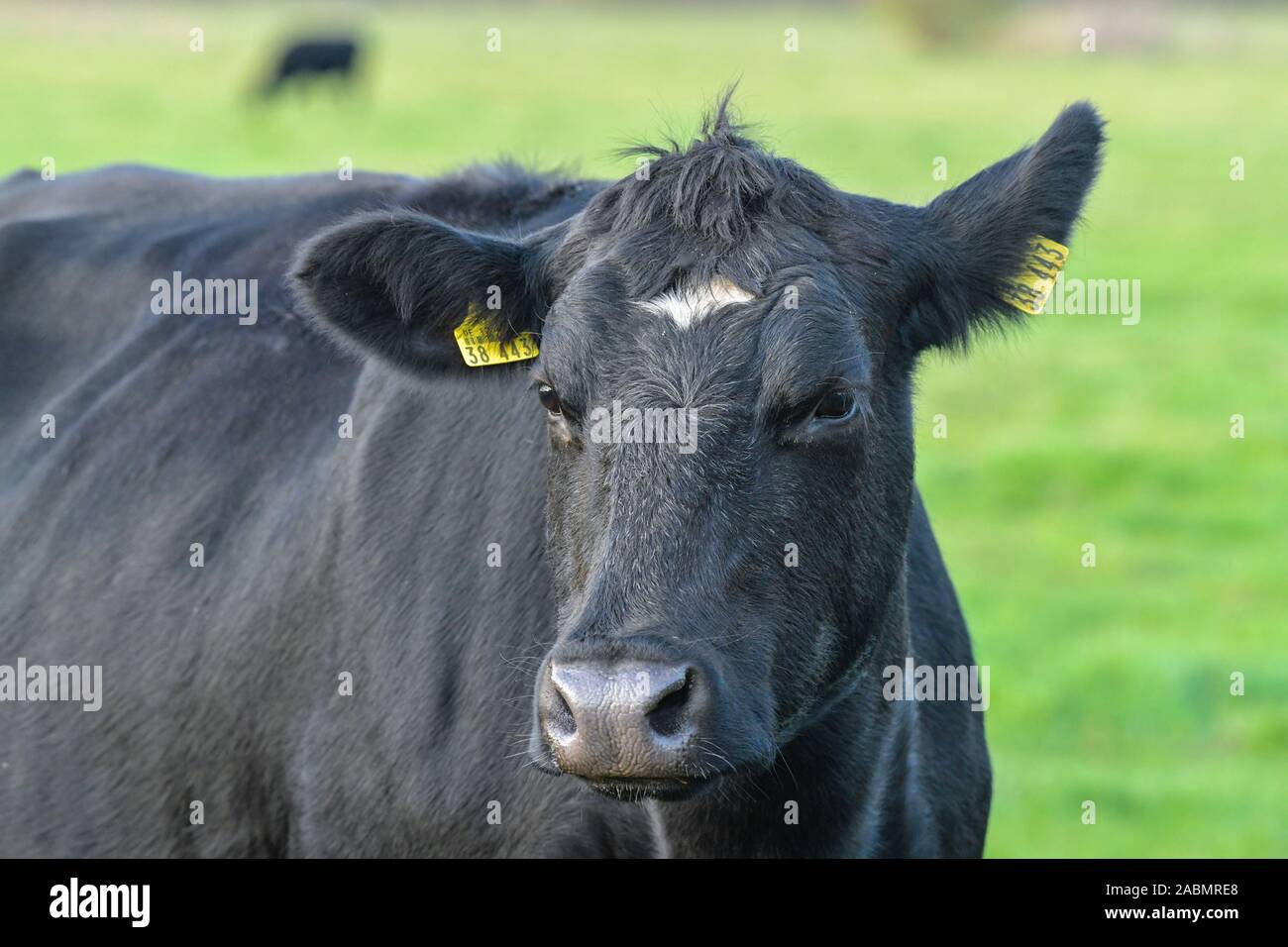 Kuh auf der Weide, Linum, Brandenburg, Deutschland Stock Photo
