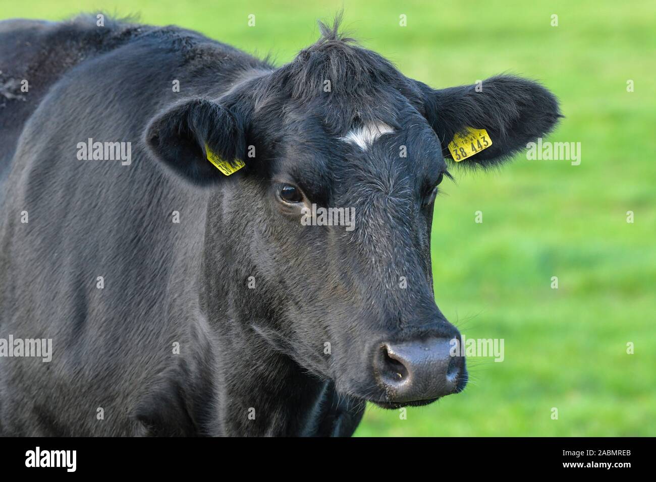 Kuh auf der Weide, Linum, Brandenburg, Deutschland Stock Photo