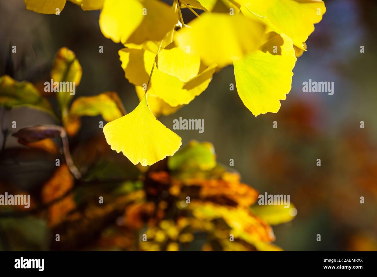 Ginkgo biloba yellow backlit leaves Stock Photo Alamy