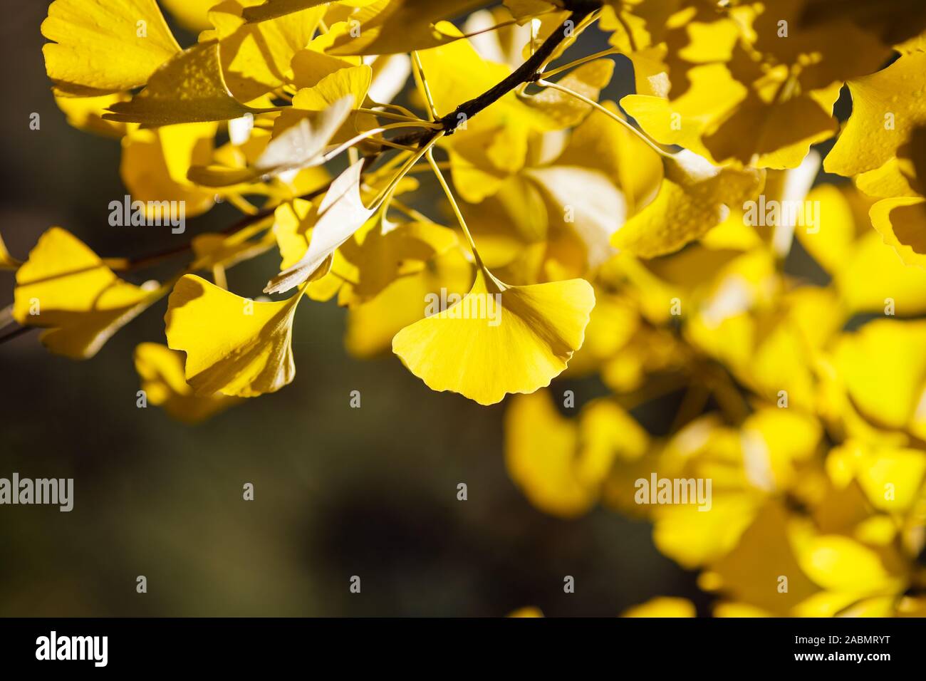 Ginkgo biloba yellow backlit leaves Stock Photo Alamy