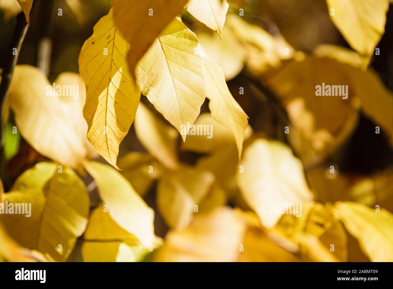 Yellow leaves botanical garden hi-res stock photography and images - Alamy