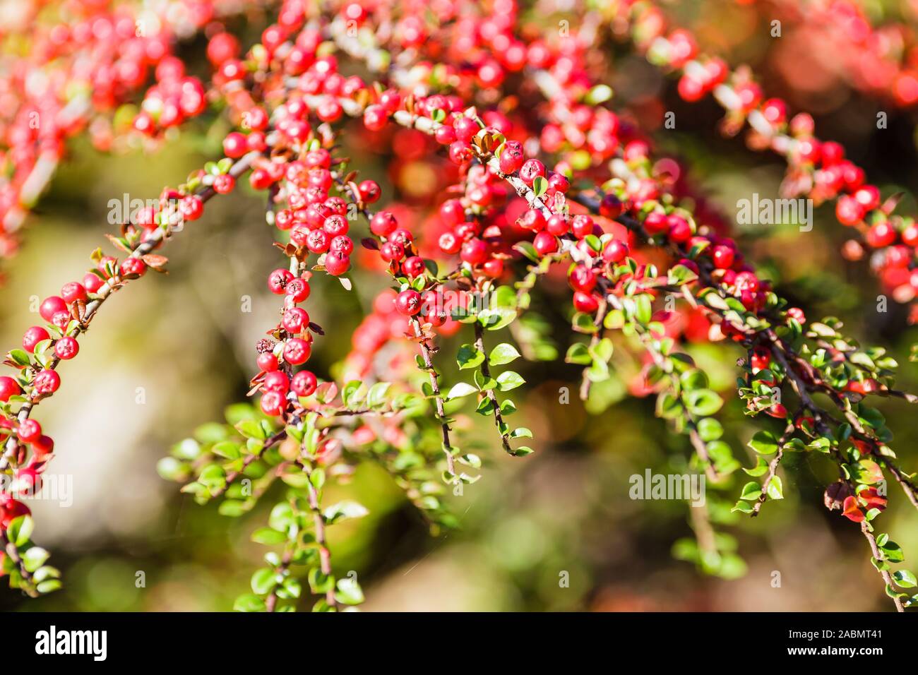 Rosaceae red berries Stock Photo