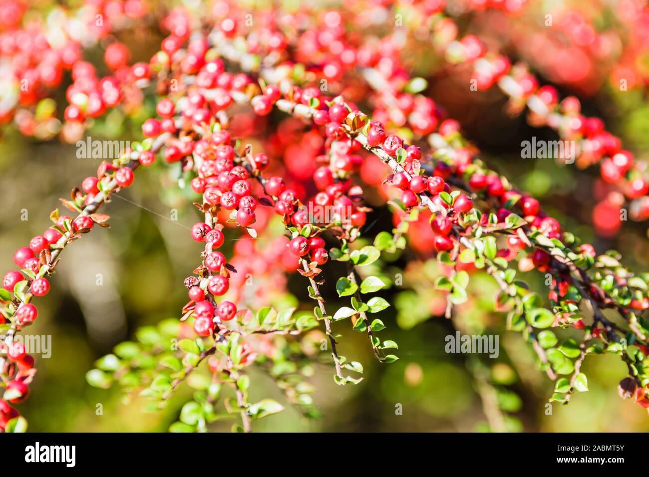 Rosaceae red berries Stock Photo