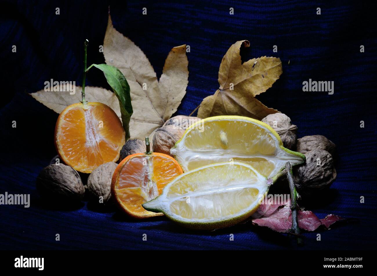 lemon and tangerine open-face on maple leaves against a black and blue backround Stock Photo