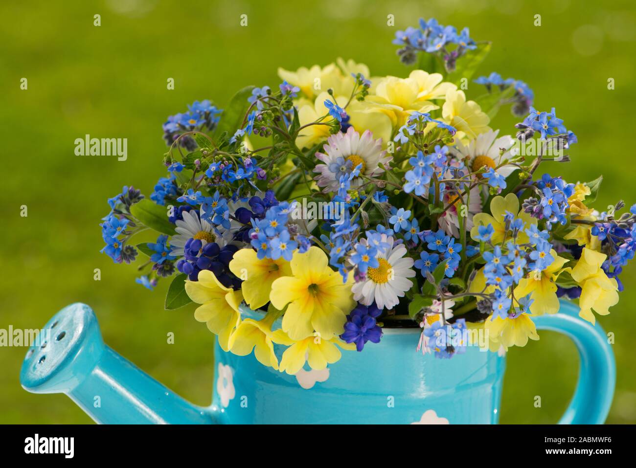 Giesskännchen mit verschiedenen Frühlingsblumen Stock Photo