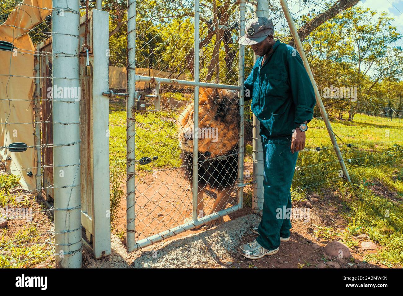 Keeper touching, tickling, petting and stroking a majestic male lion kept in captivity for breeding - Colin's Horseback Africa, Cullinan, South Africa Stock Photo