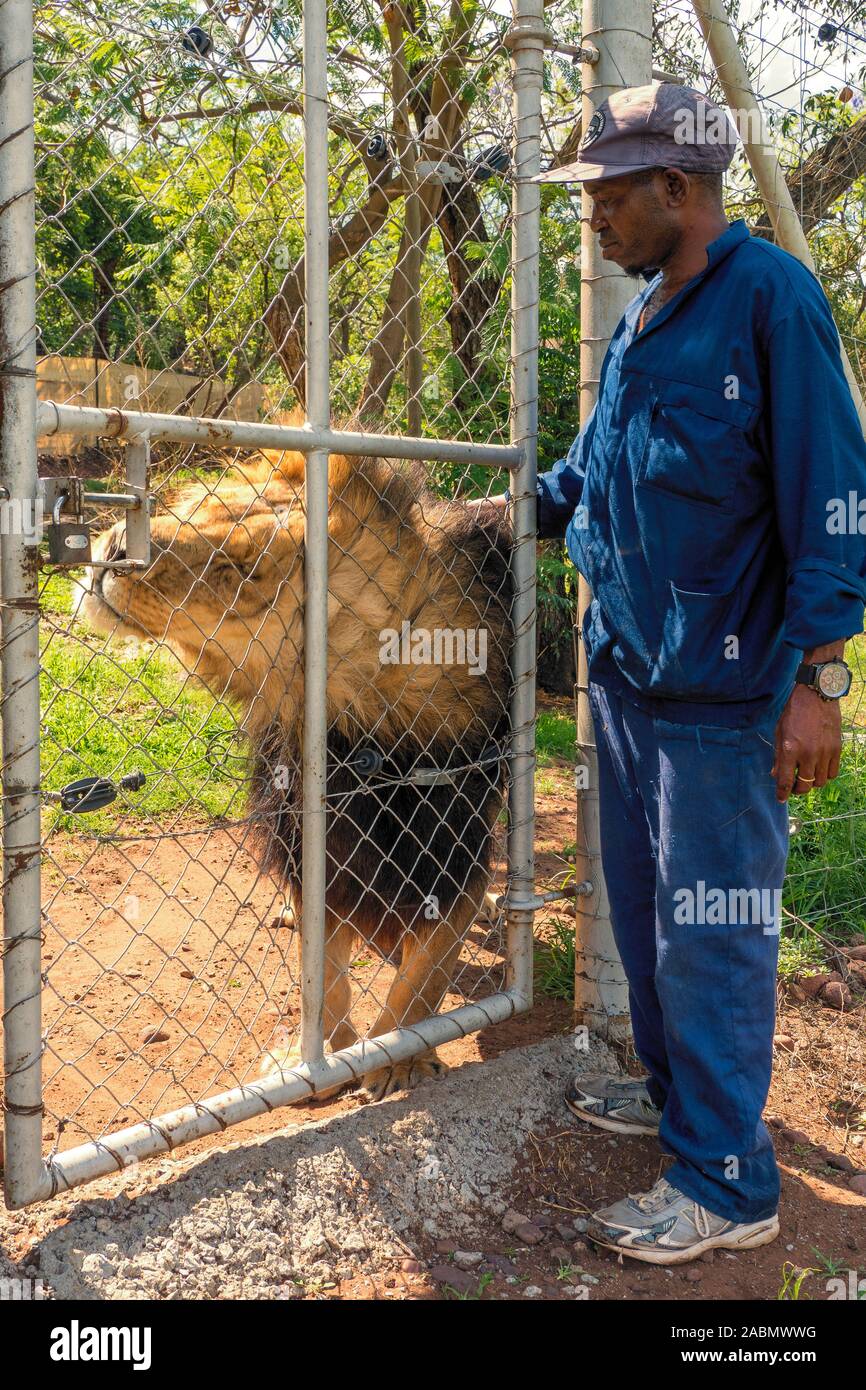 Keeper touching, tickling, petting and stroking a majestic male lion kept in captivity for breeding - Colin's Horseback Africa, Cullinan, South Africa Stock Photo
