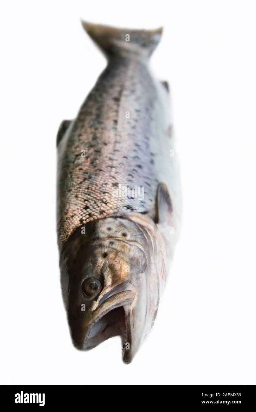 A hybrid of Atlantic salmon (Salmo salar) and Sea trout (Salmo trutta). Morphological features are mixed. Winter coloring smolt-type. Eastern Gulf of Stock Photo