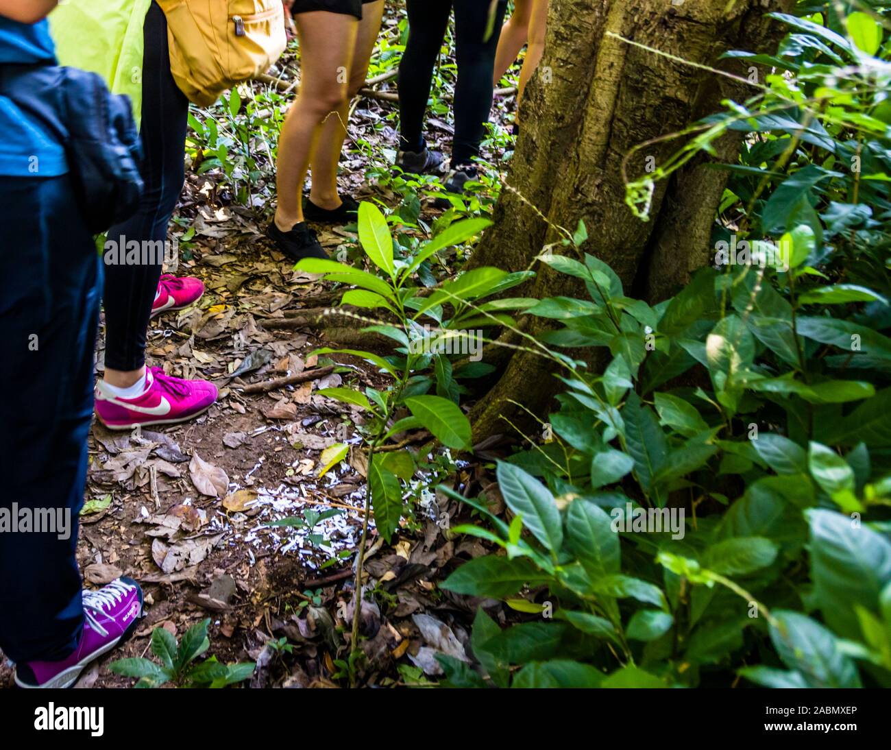 Hash House Harriers Running Event in Happy Hill, Grenada Stock Photo